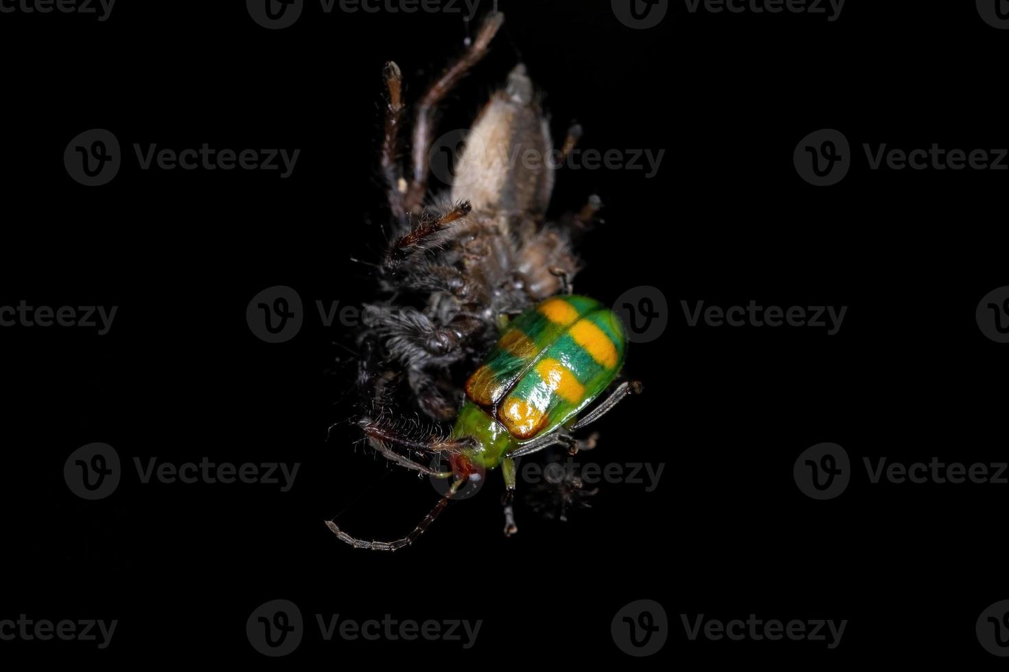 aranha saltadora macho adulto atacando um besouro da cucúrbita foto