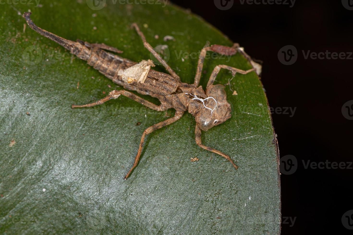 muda de inseto donzela foto