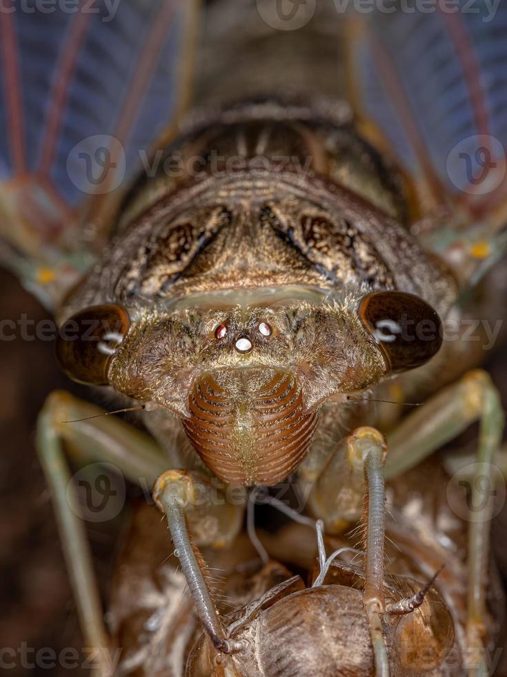 cigarra gigante adulta foto