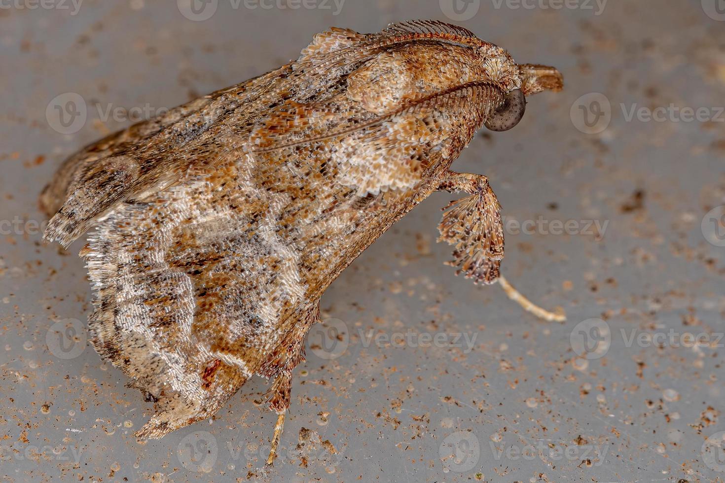 mariposa pirálide de pernas escamosas adulta foto