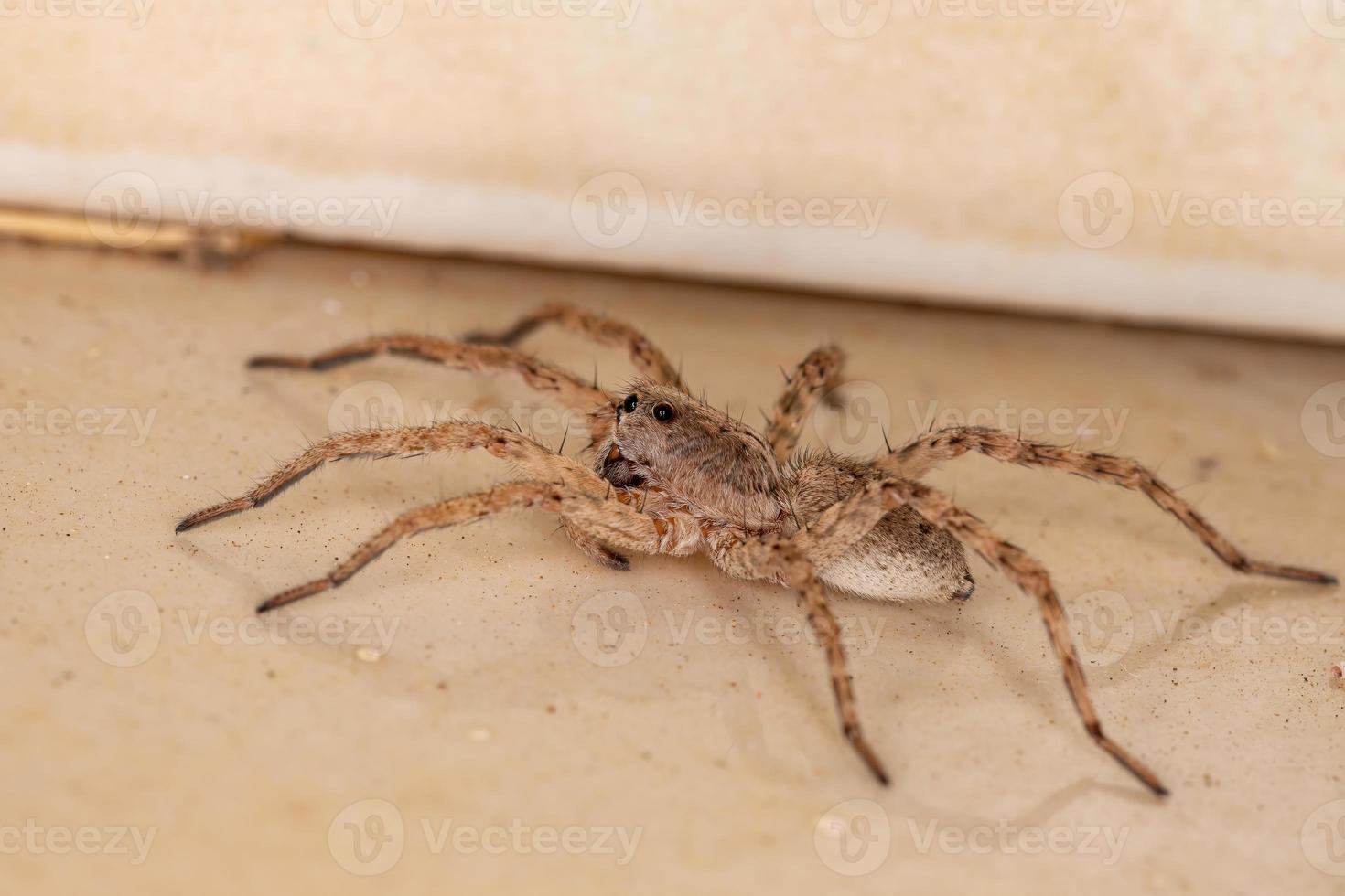 aranha lobo adulta foto