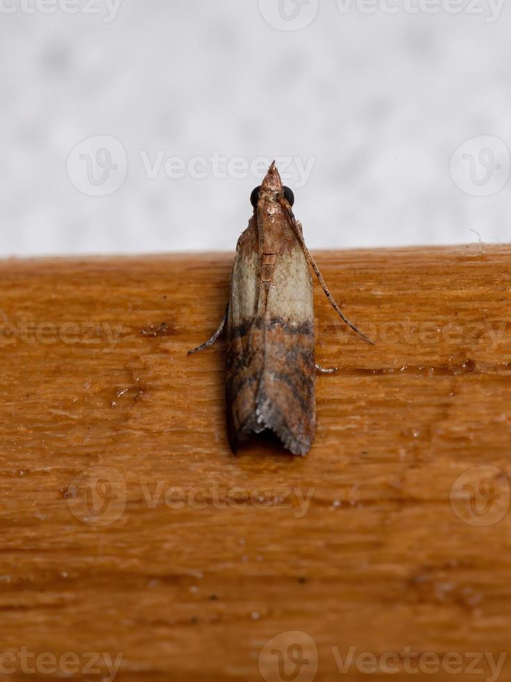 mariposa refeição indiana foto