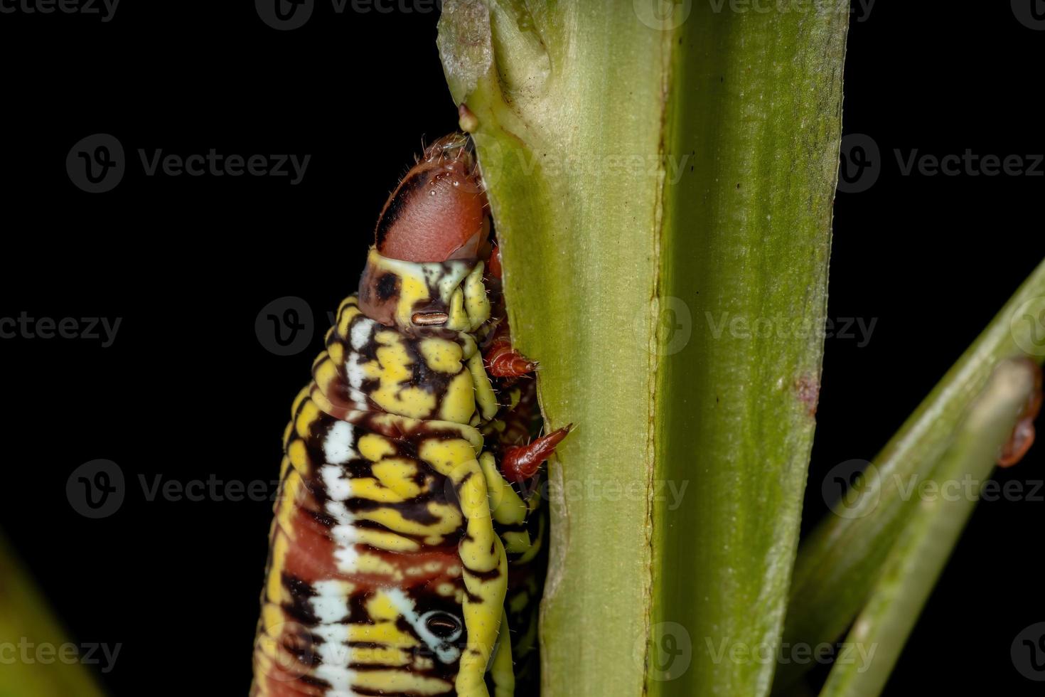 catterpillar da mariposa esfinge bandada foto