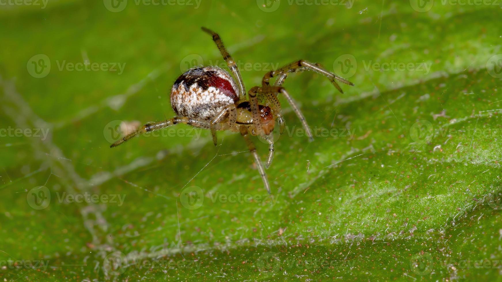 aranha teia de aranha brasileira foto
