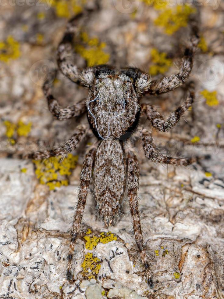 aranha saltadora macho adulto foto