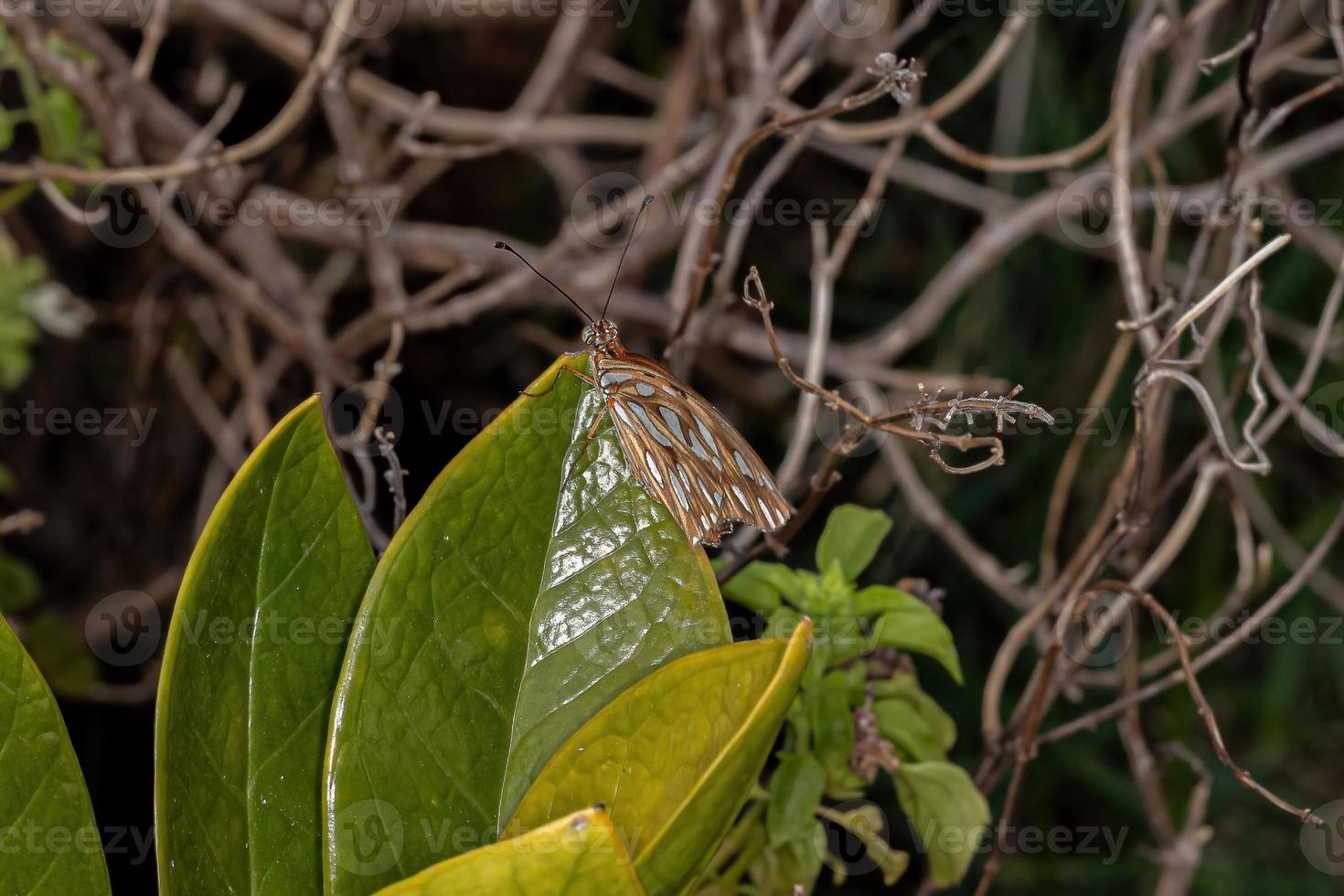 borboleta adulta de pés em escova foto