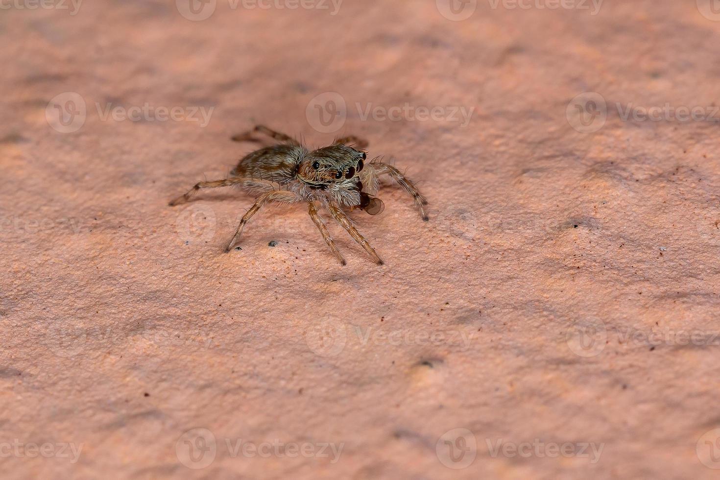 aranha saltadora de parede cinza foto