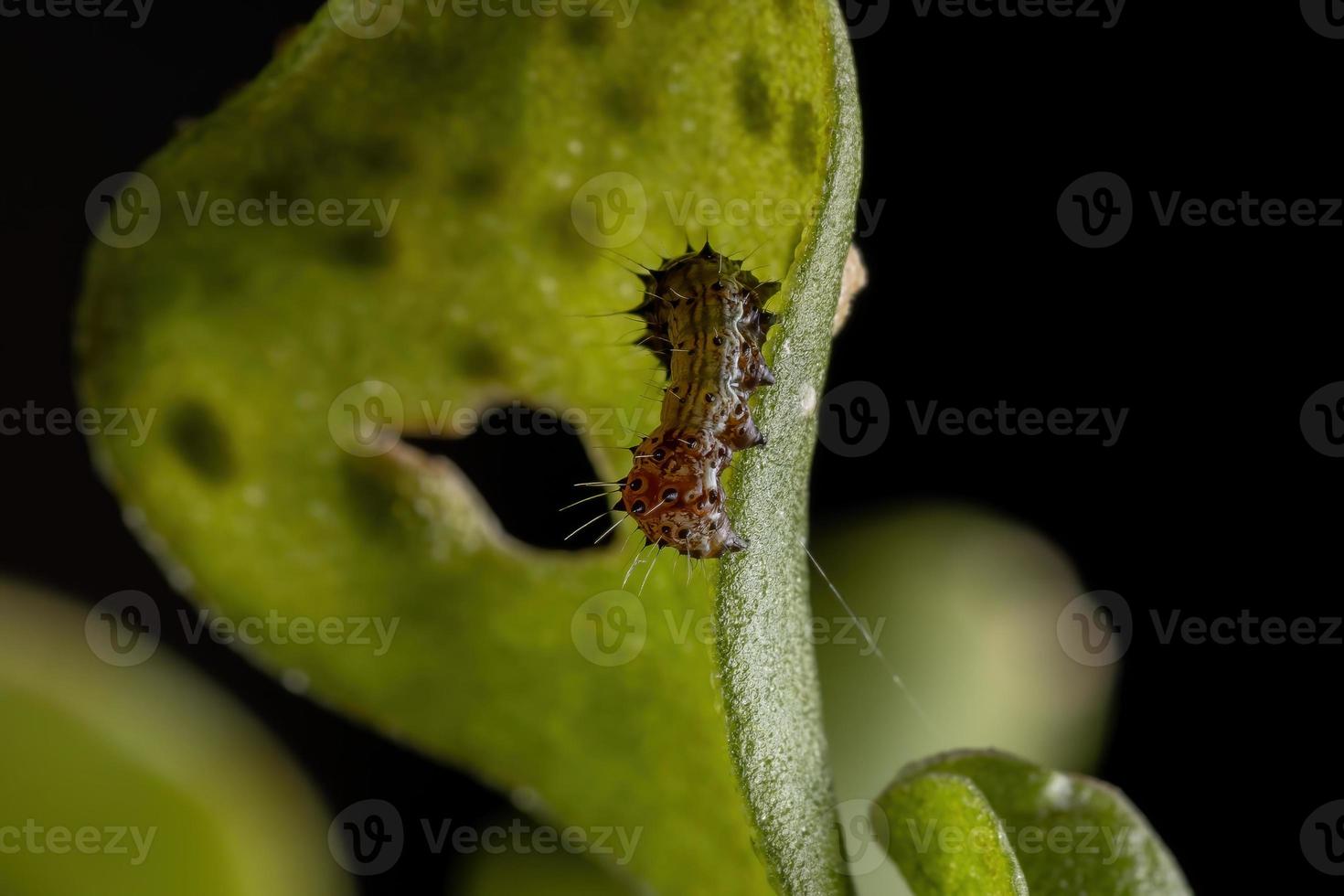 lagarta comendo uma planta comum beldroegas foto