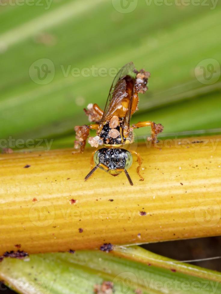 pequena abelha jatai foto