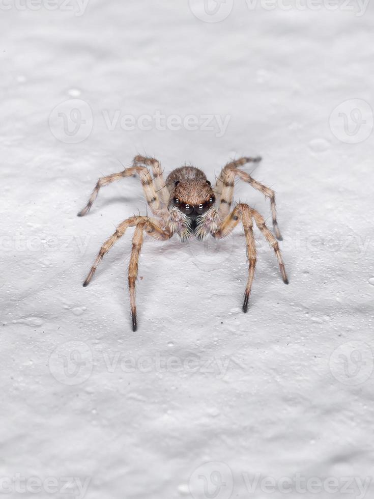 pequena aranha saltadora foto