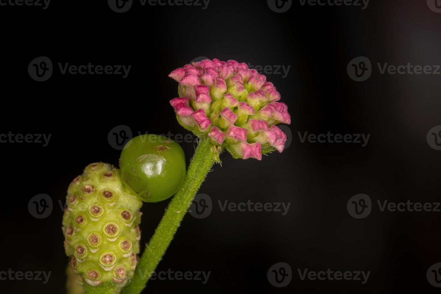 flor de lantana comum foto