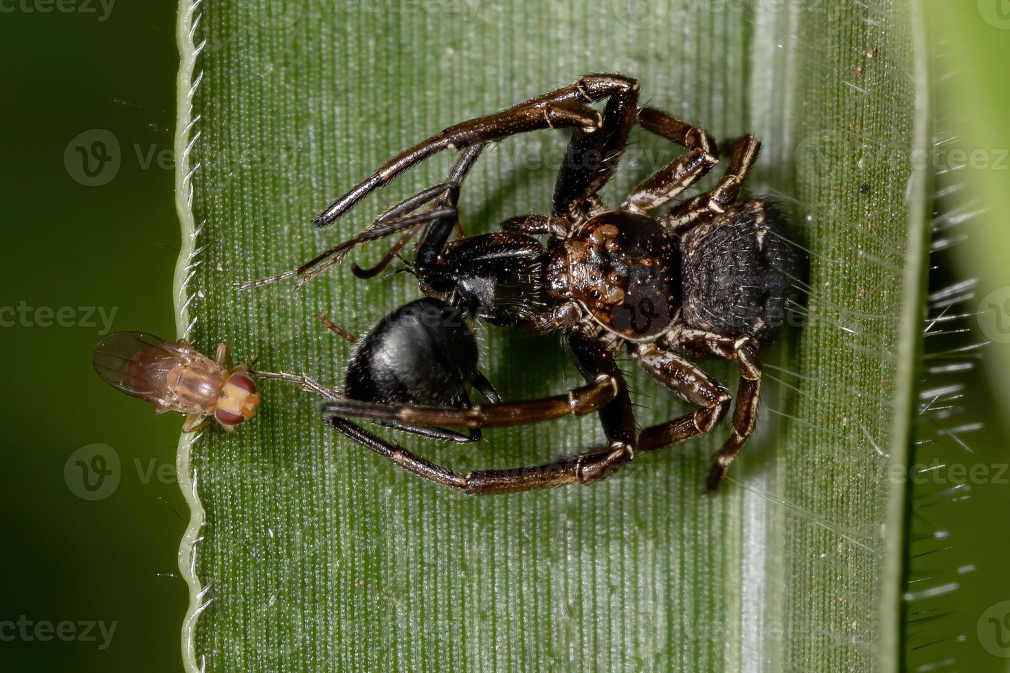 aranha caranguejo atacando uma formiga foto