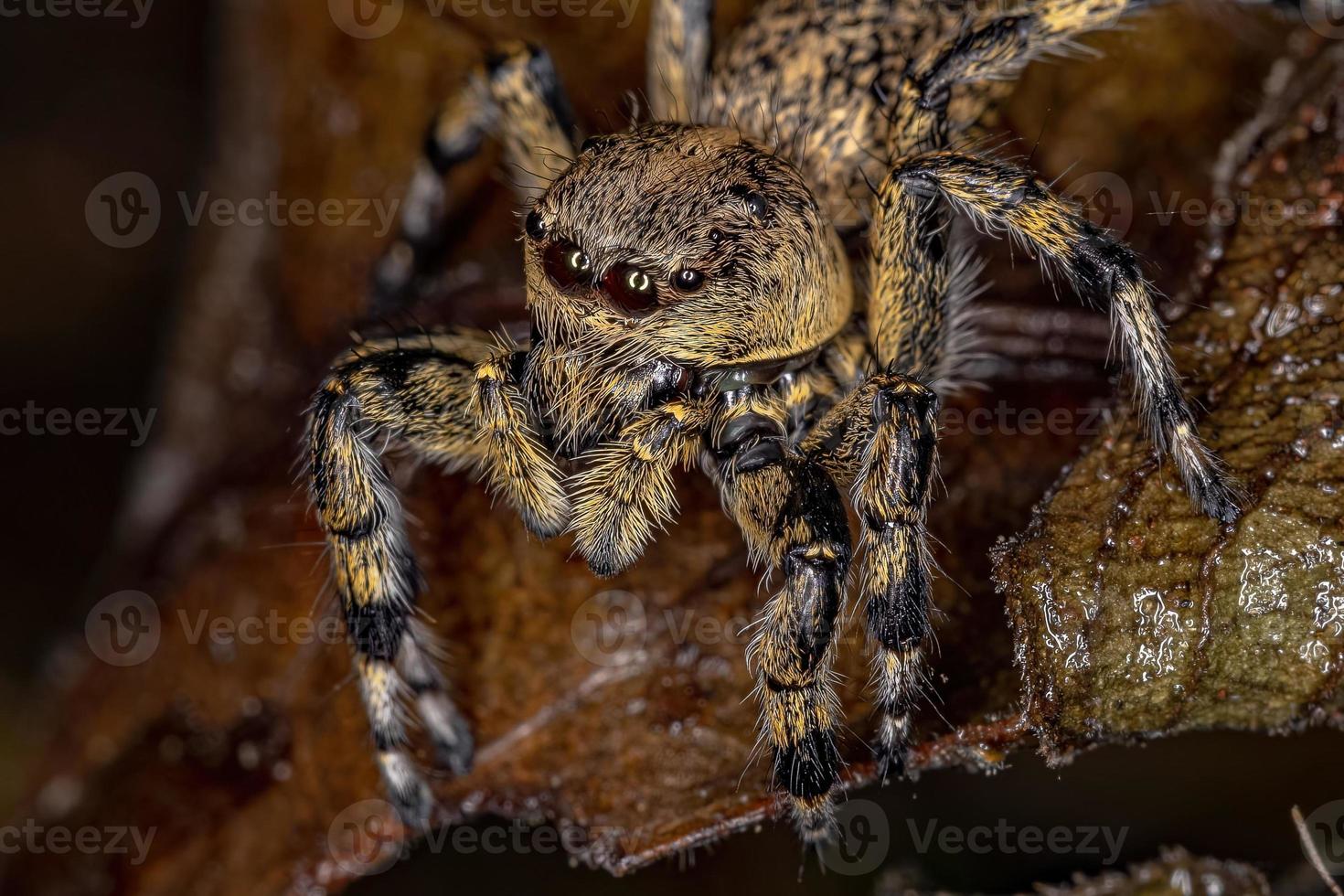 aranha saltadora amarela adulta foto