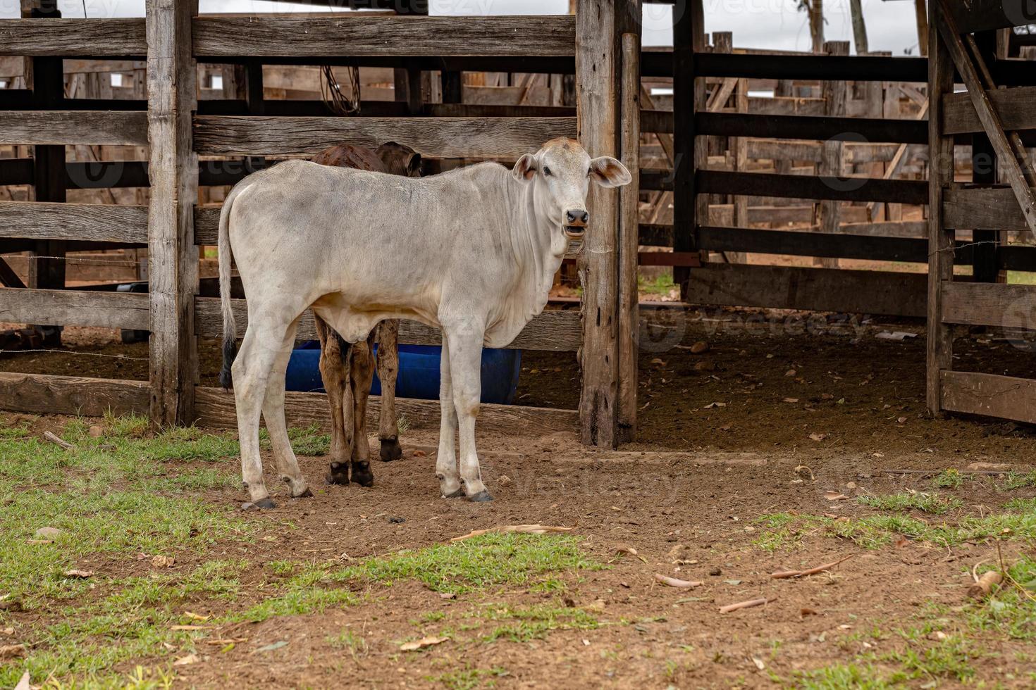 vaca em uma fazenda foto