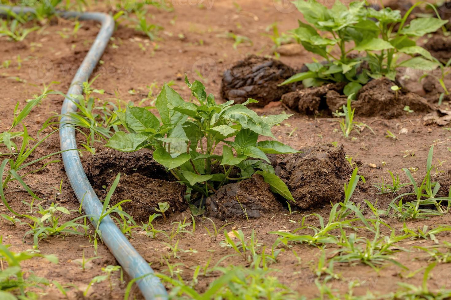 folhas de planta de pimenta foto