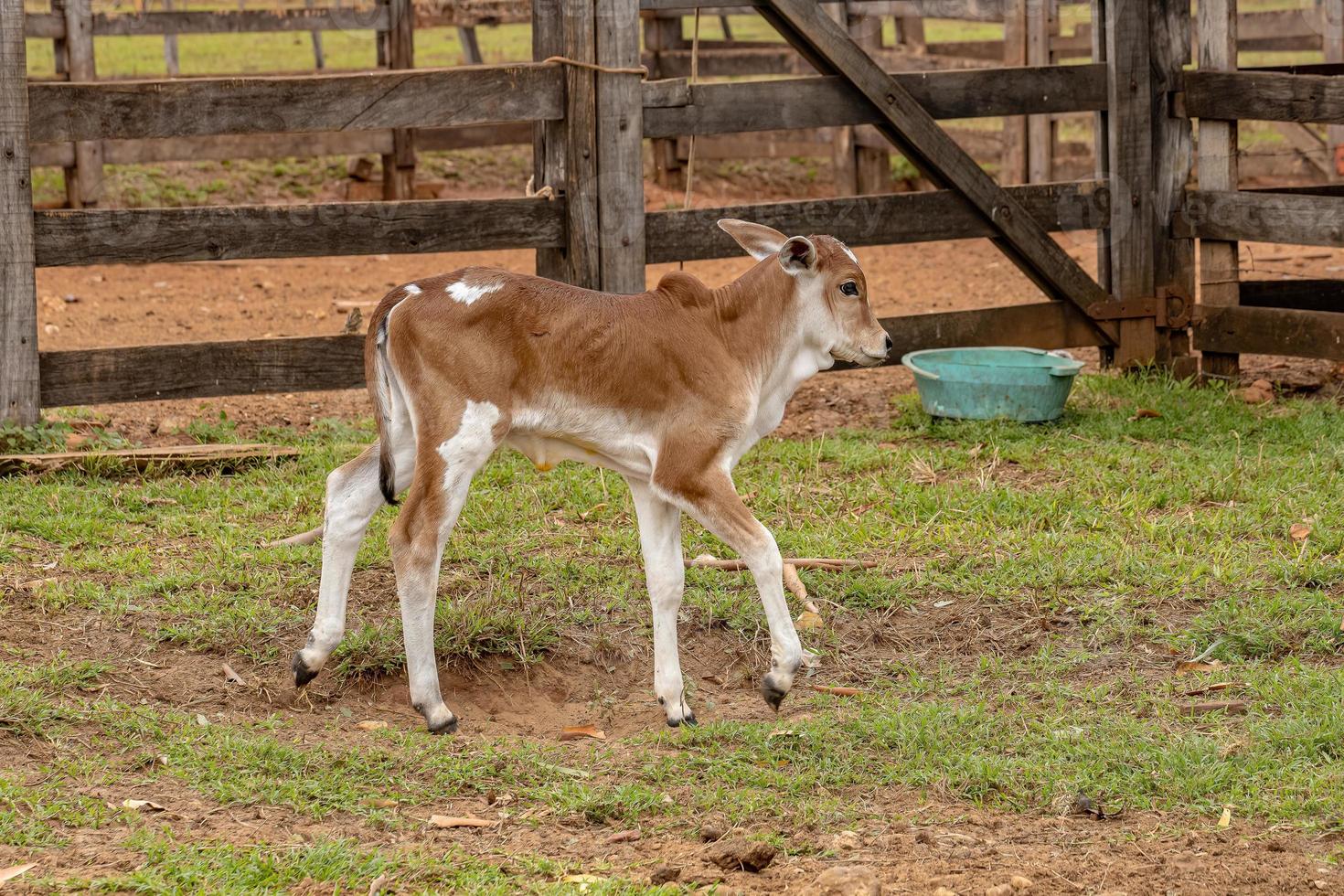 vaca em uma fazenda foto