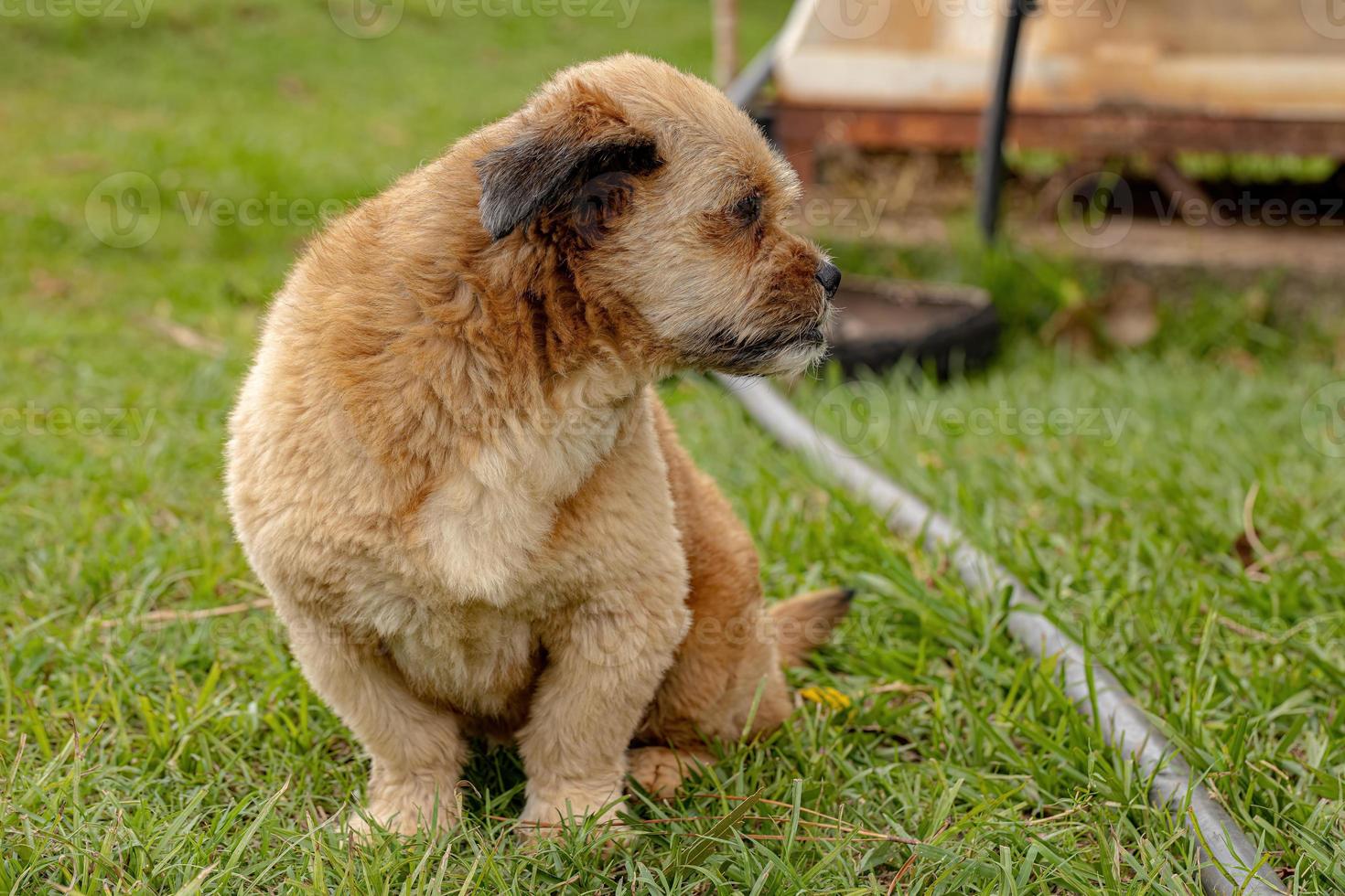 cachorro doméstico em uma fazenda foto