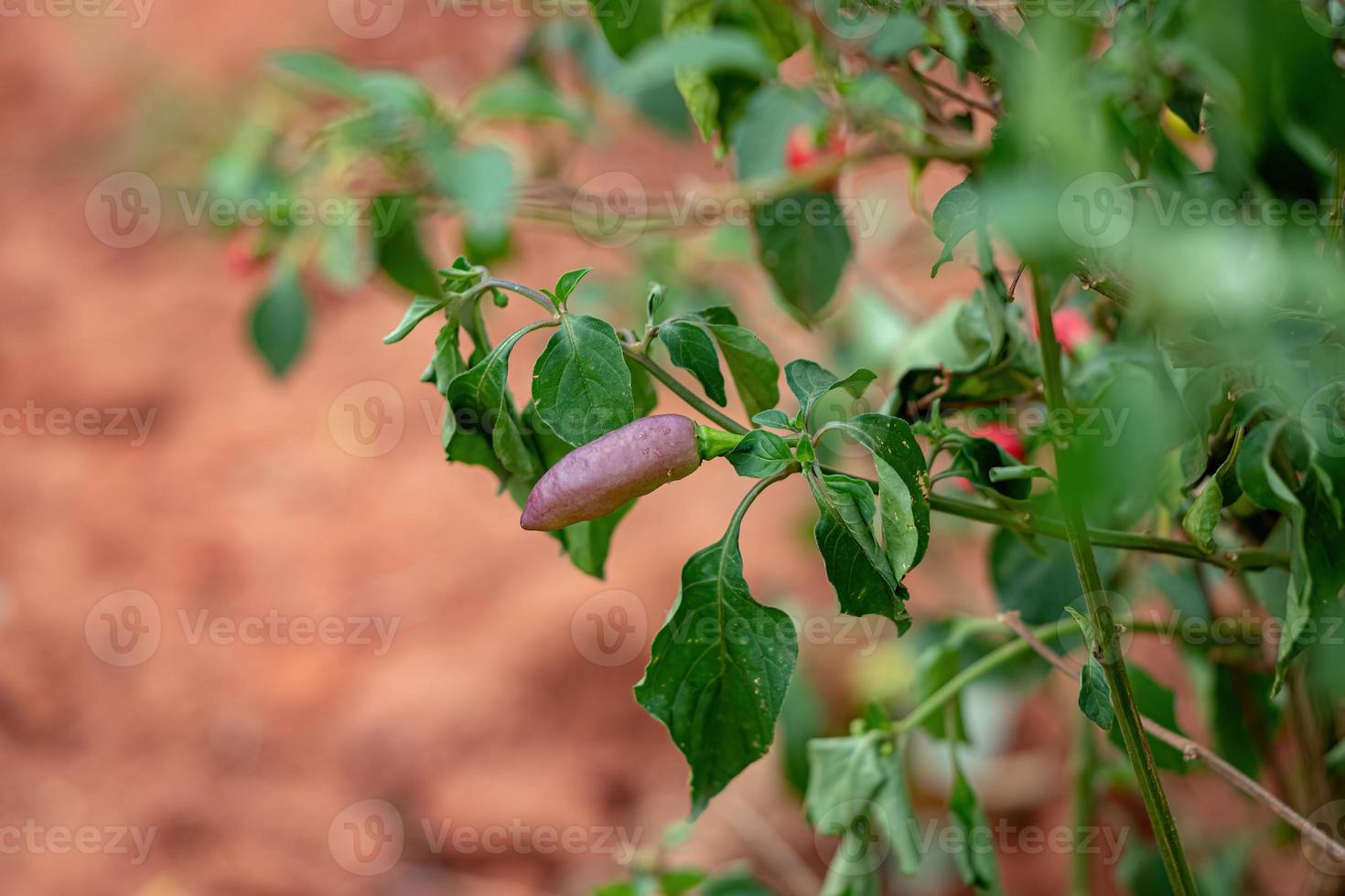 plantas de pimenta com frutas foto