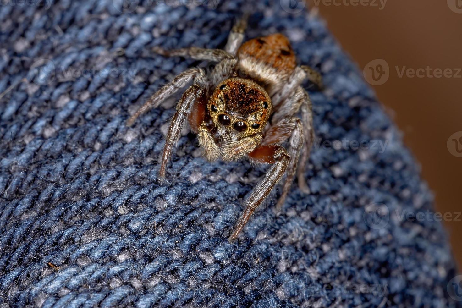 aranha saltadora adanson foto