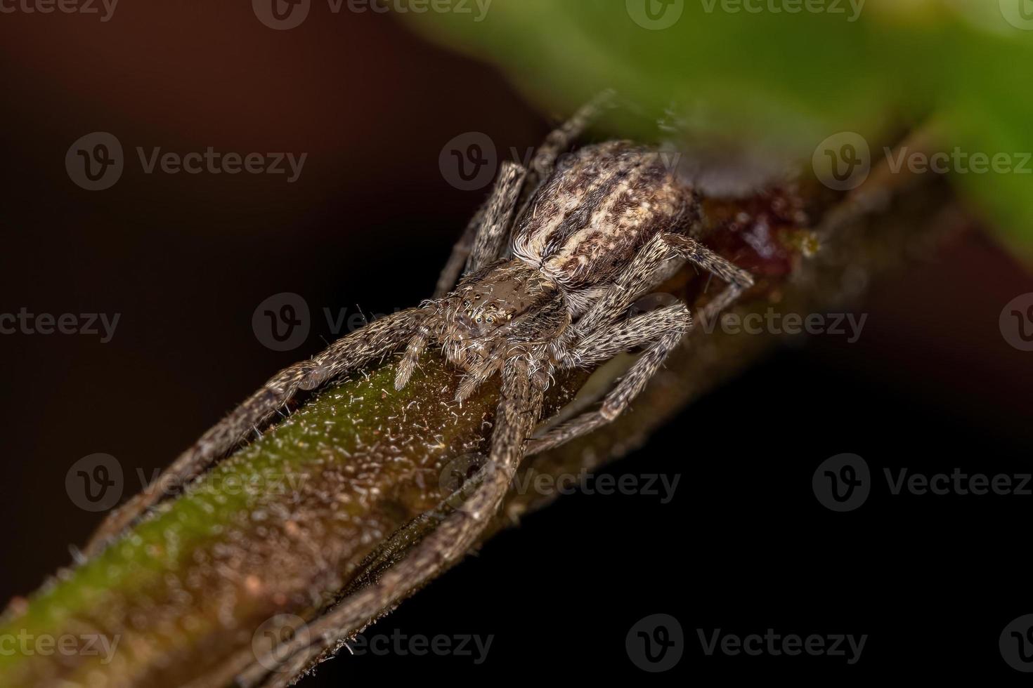 aranha caranguejo correndo foto