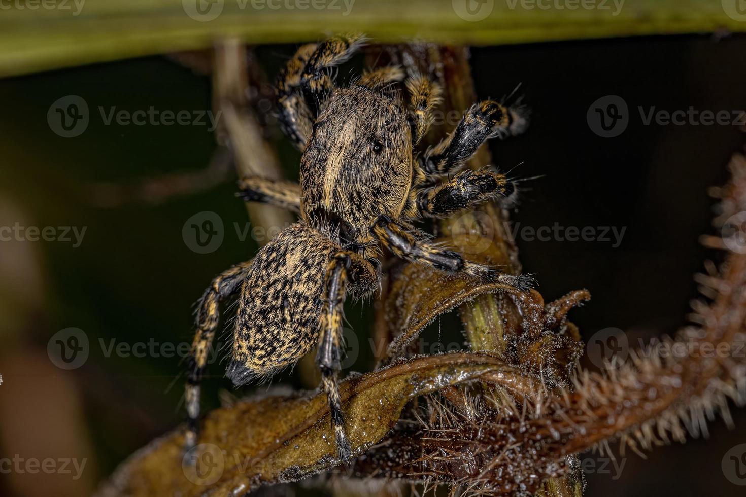 aranha saltadora amarela adulta foto