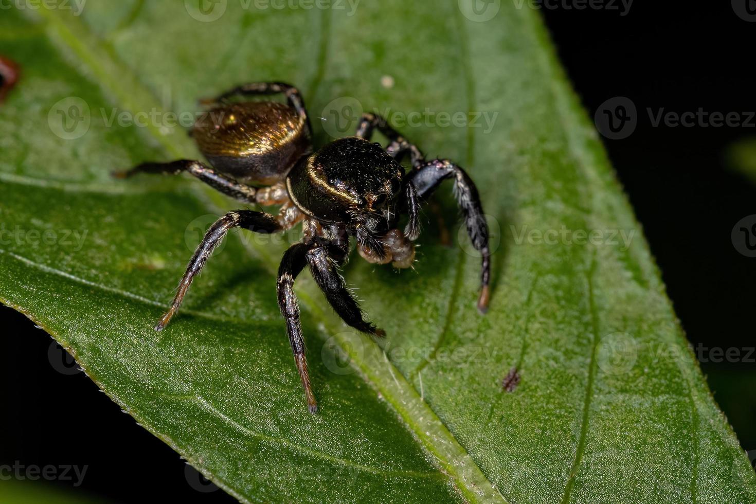 pequena aranha saltadora foto