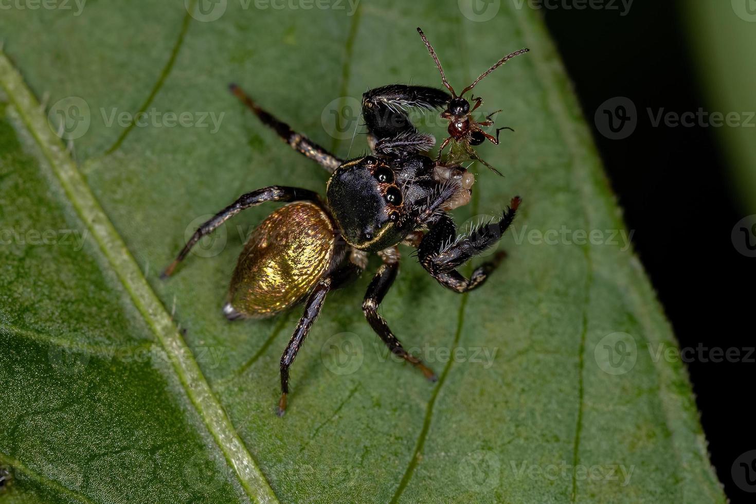 pequena aranha saltadora foto