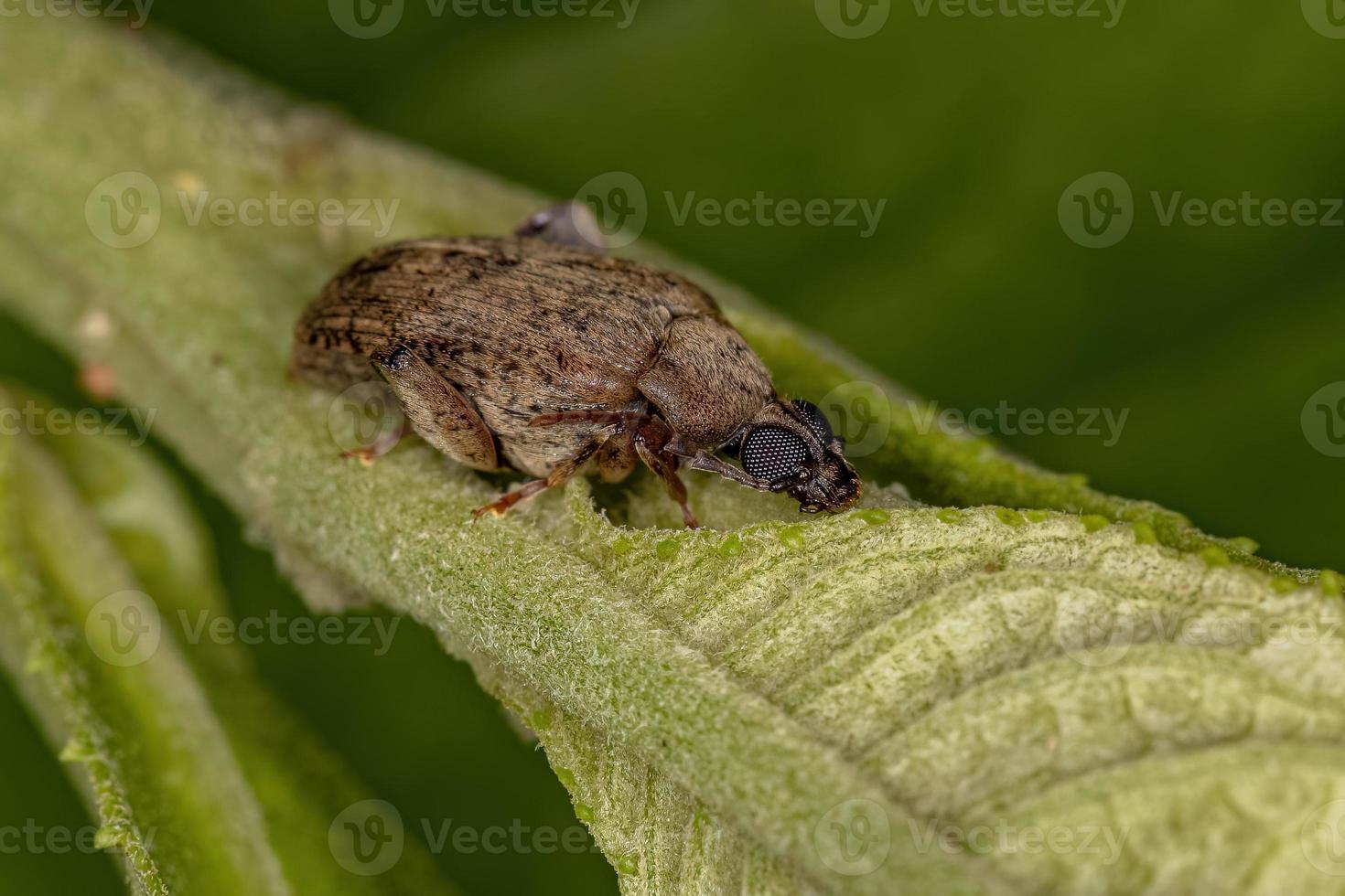 besouro de folha marrom adulto foto