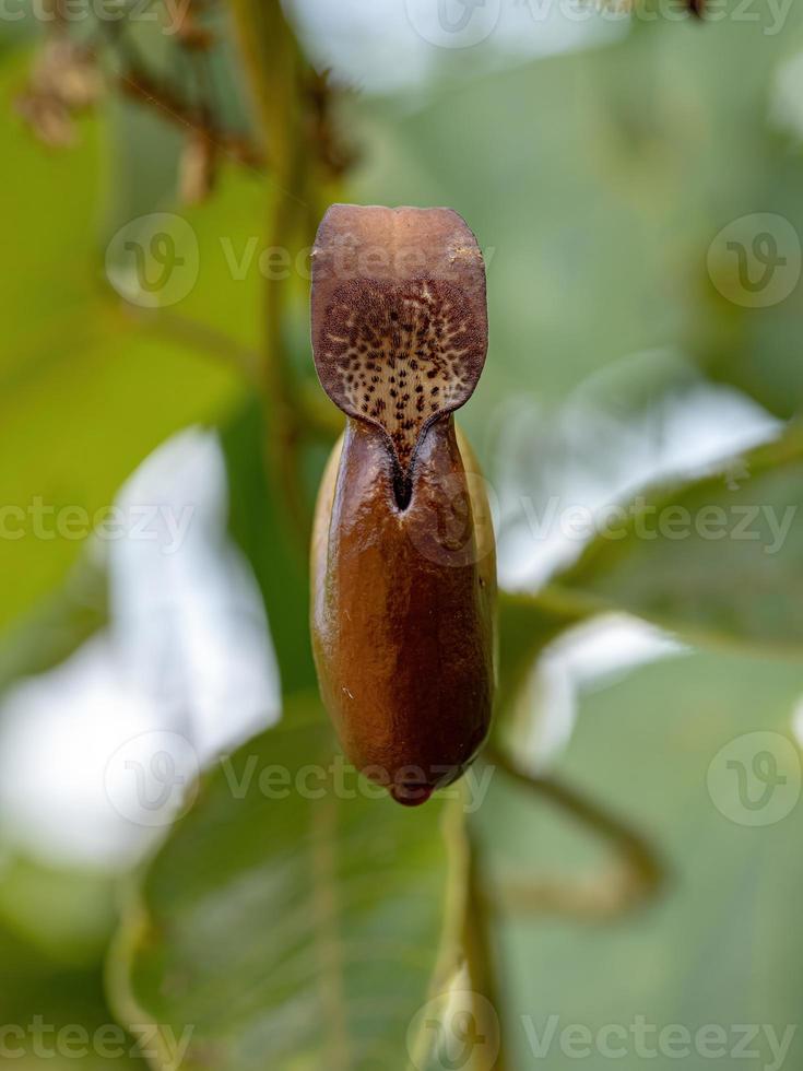 flor da planta da erva-do-nascimento foto