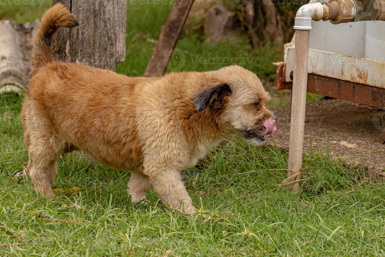 cachorro doméstico em uma fazenda foto