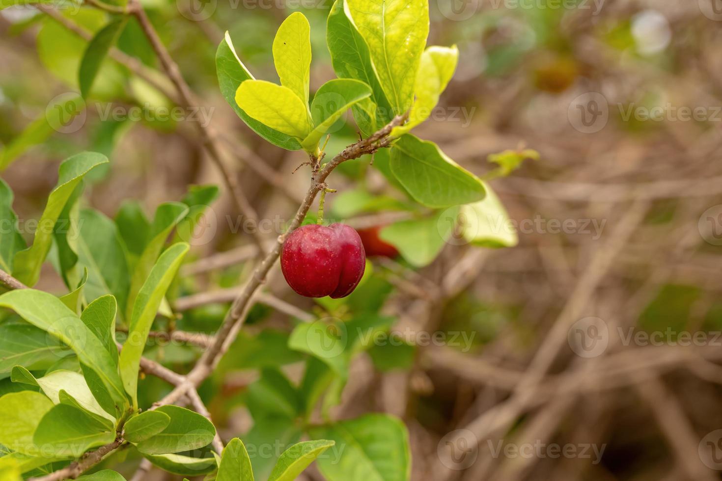 frutas vermelhas acerola foto