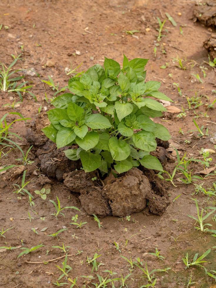 folhas de planta de pimenta foto