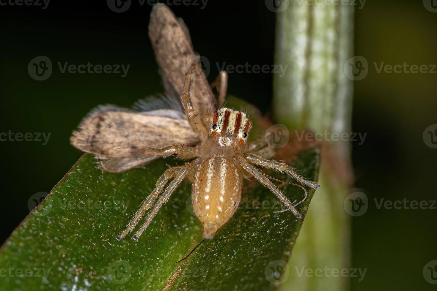 aranha saltadora adulta feminina foto