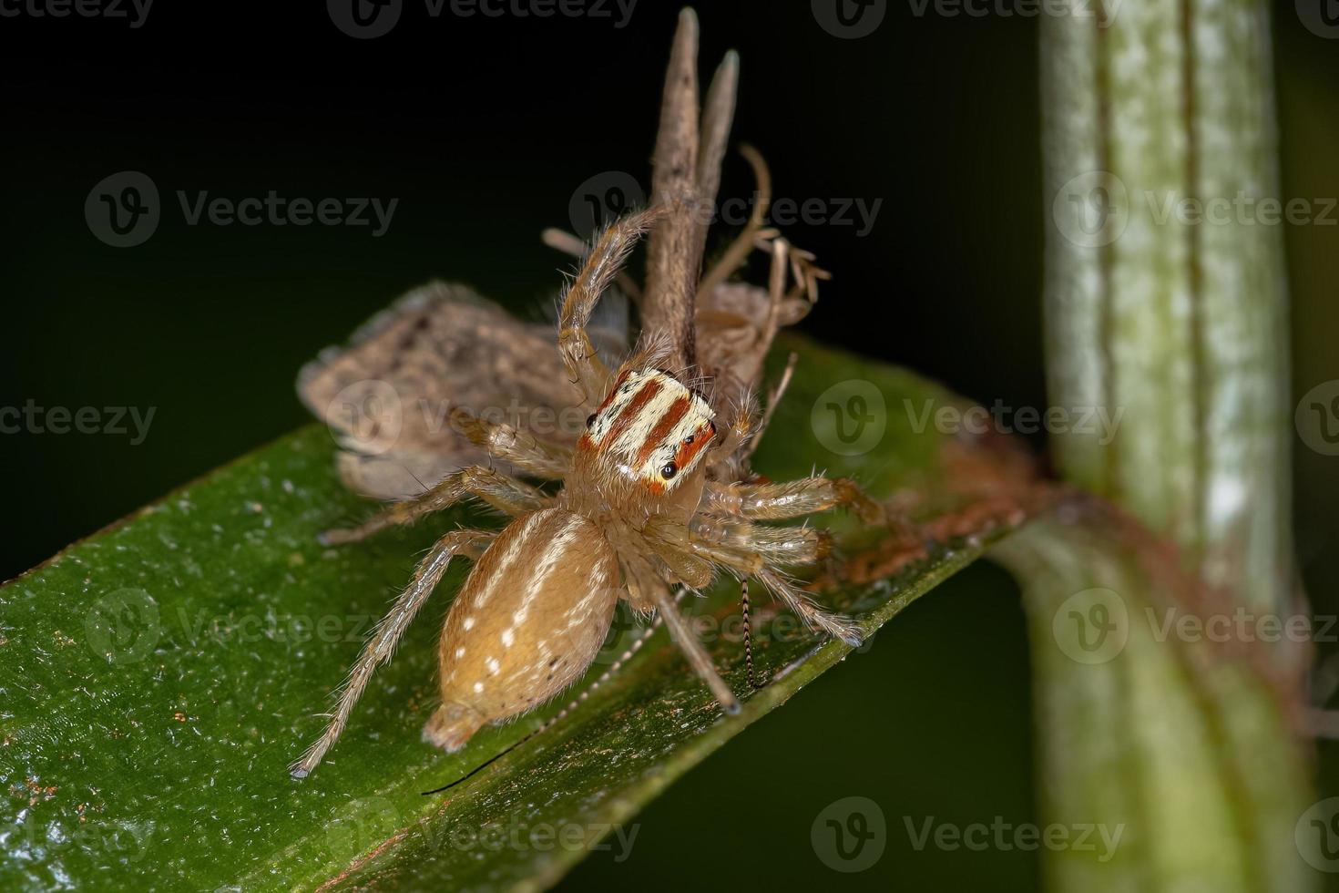 aranha saltadora adulta feminina foto