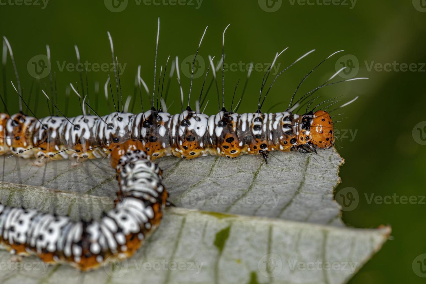 lagarta da mariposa cutworm branca e laranja foto