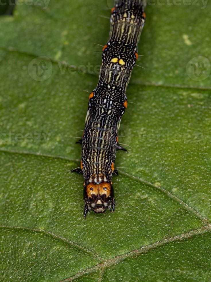 pequena larva de borboleta foto