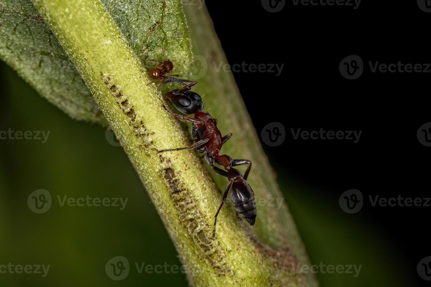 fêmea adulta de formiga galho foto