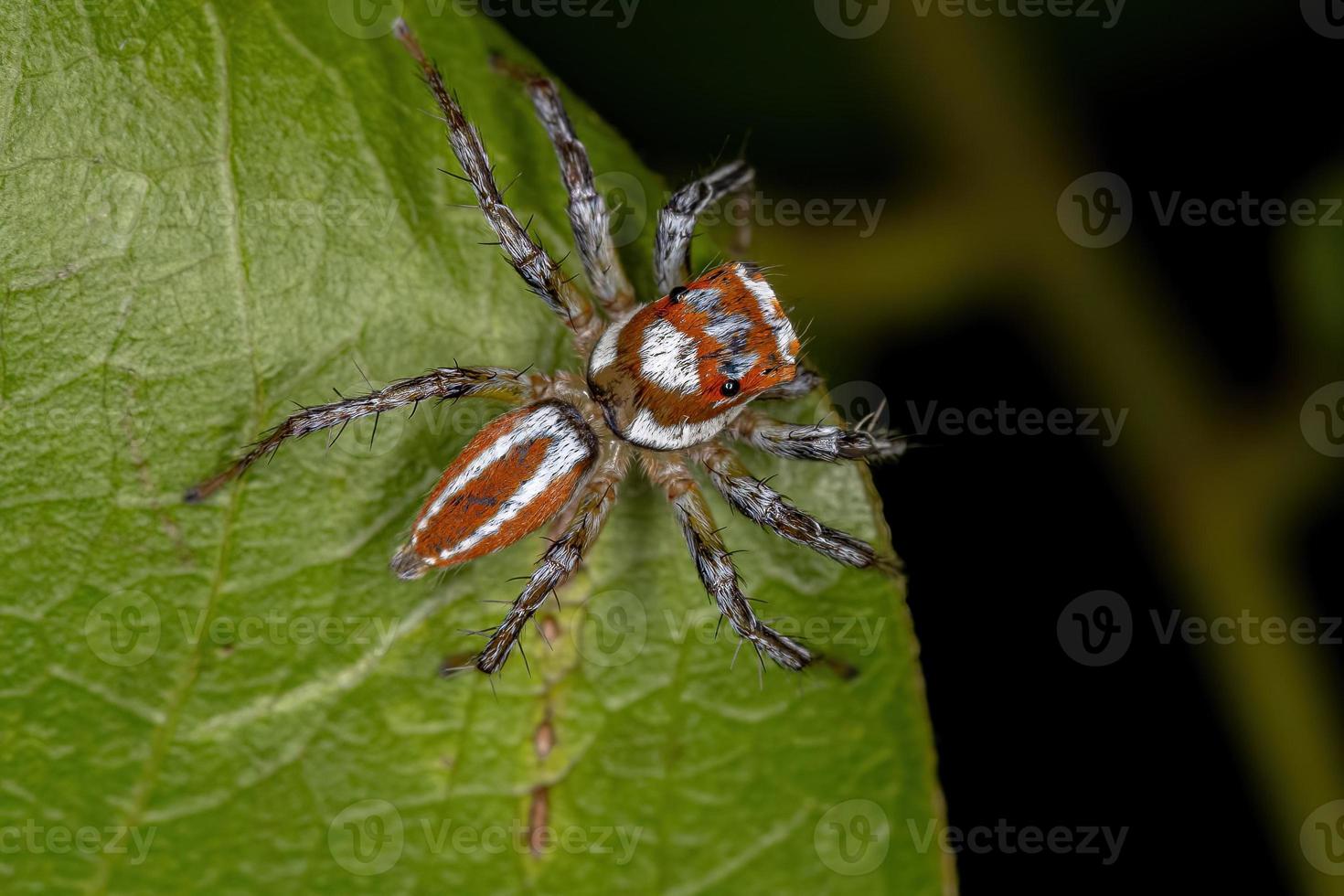 aranha saltadora macho adulto foto