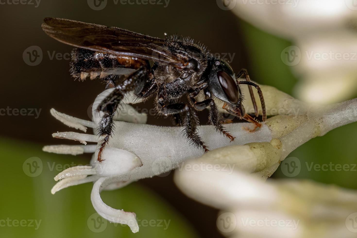 abelha adulta sem ferrão interagindo com ninfas típicas de gafanhotos foto