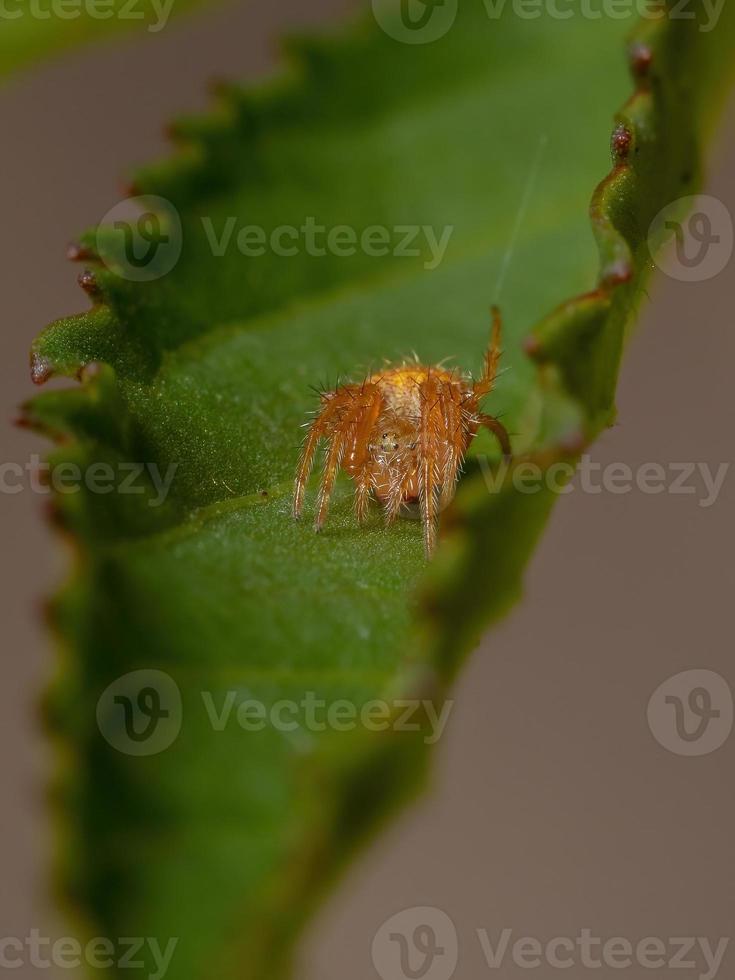 aranha orbweaver típica foto