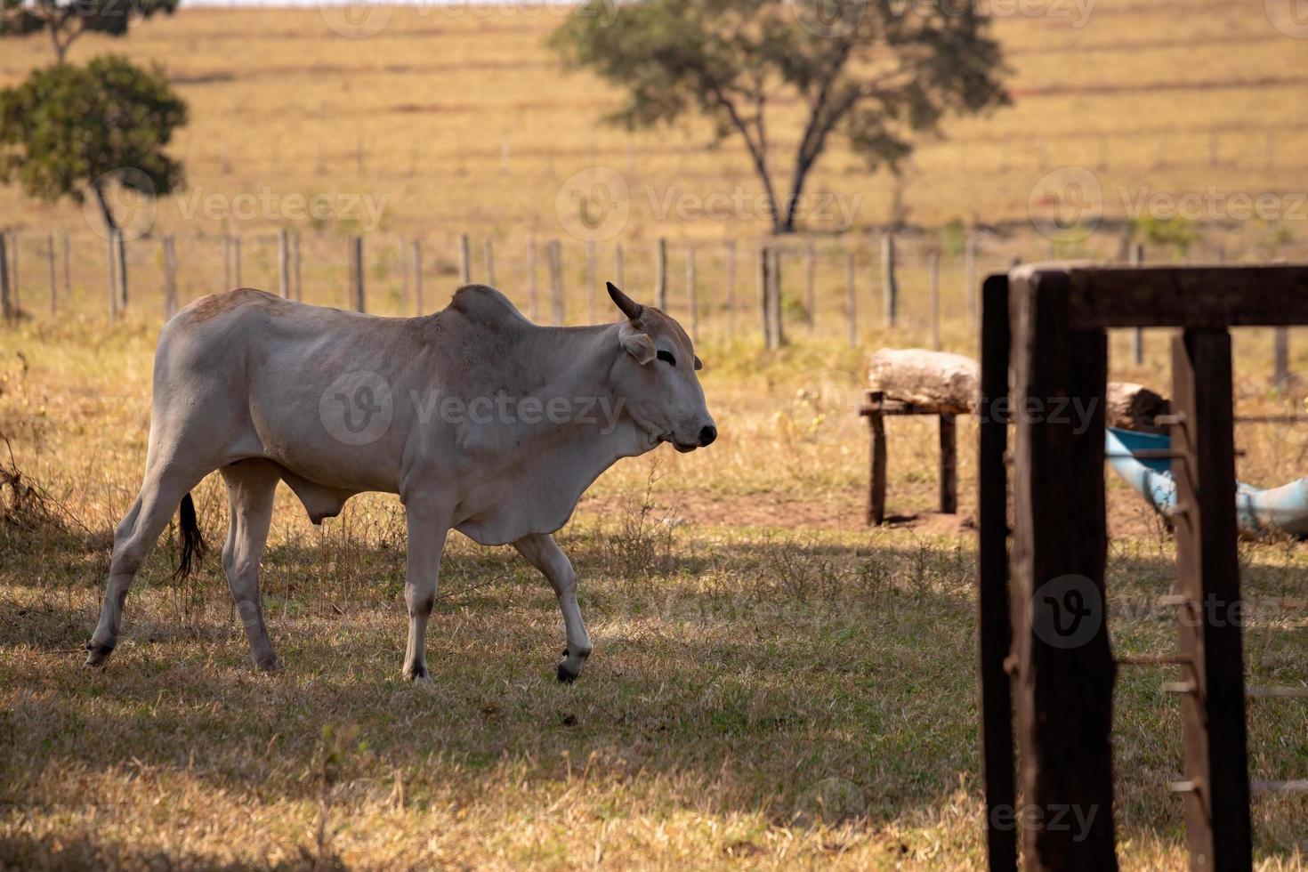 vaca adulta em uma fazenda foto