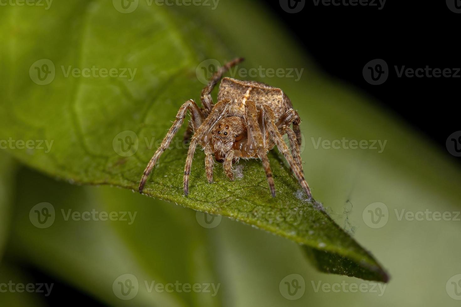 pequena aranha orbweaver foto