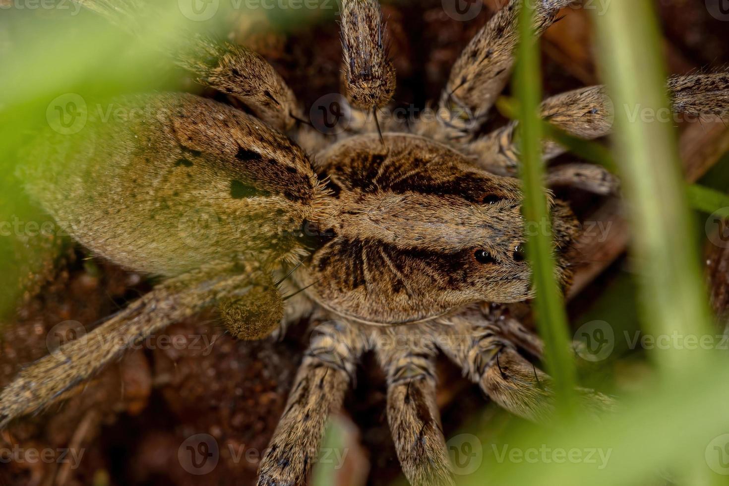 aranha lobo adulta foto