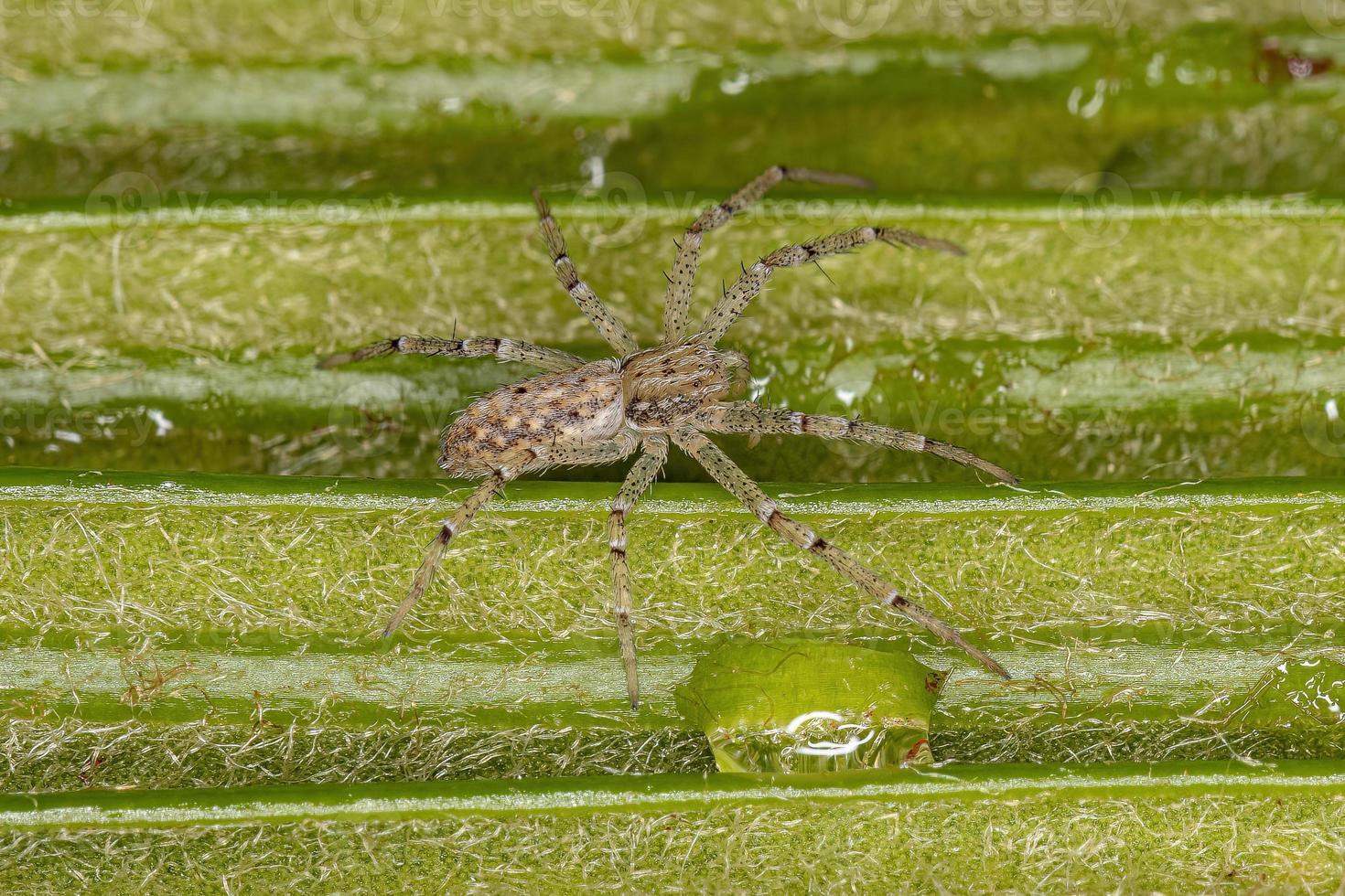 aranha caranguejo correndo foto