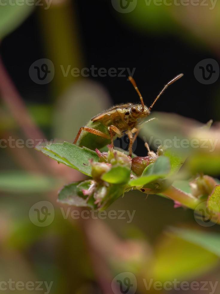 ninfa de inseto de planta sem cheiro foto