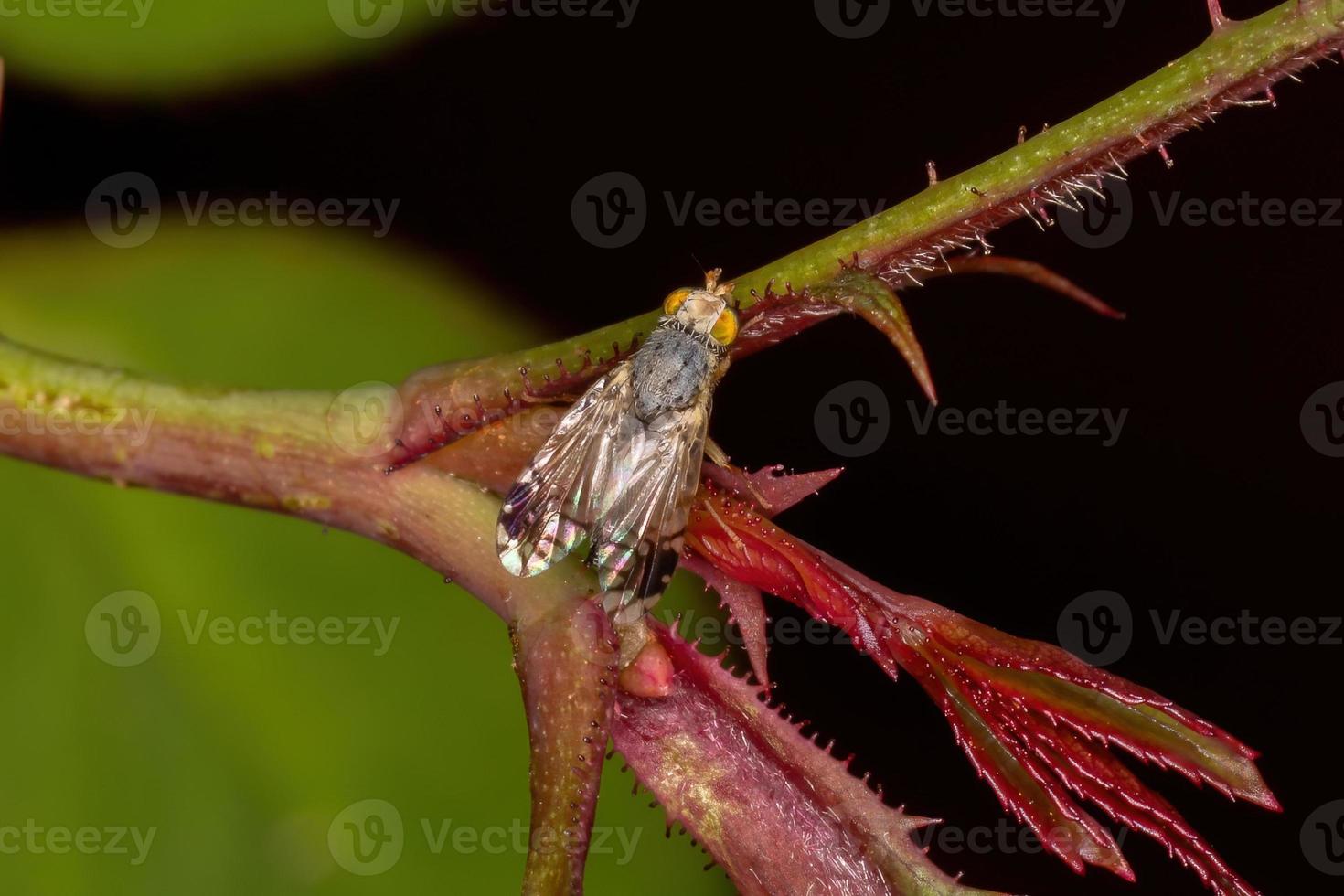 mosca da fruta adulta foto