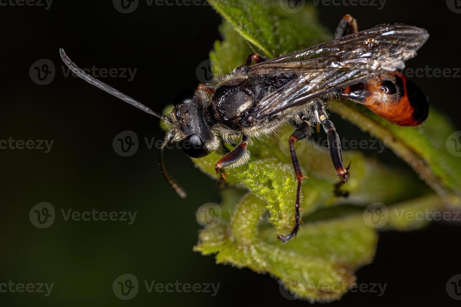 vespa adulta de cintura fina foto