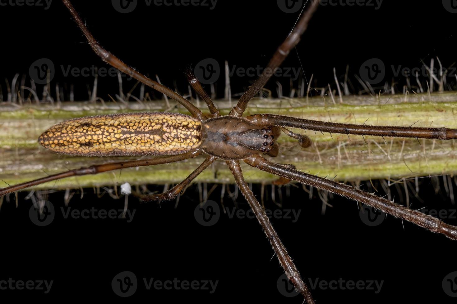 aranha orbweaver adulta de mandíbula longa foto