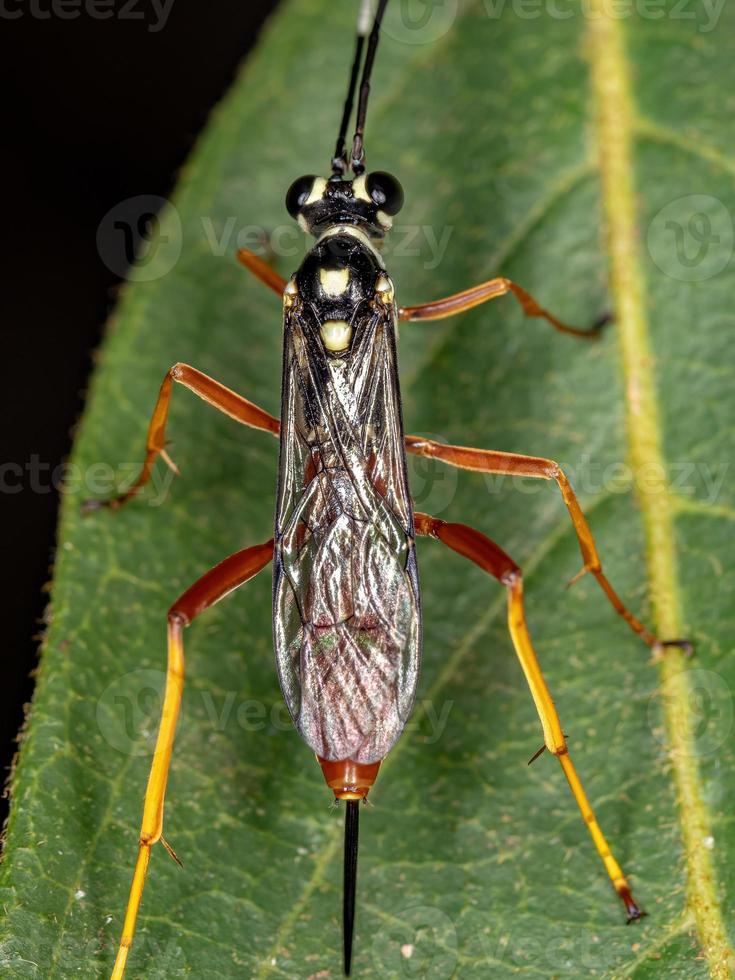 vespa ichneumonida adulta foto