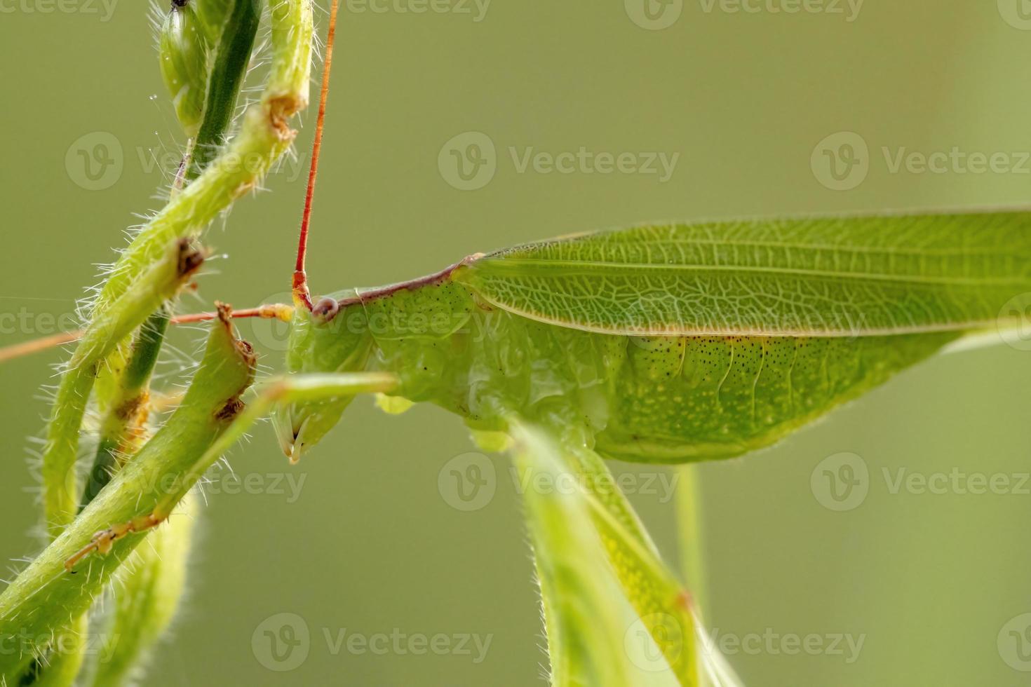 fêmea adulta haneropterina katydid foto